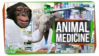 6 Natural Medicines Maybe Used by Animals  Zoopharmacognosy [upl. by Ytirehc]