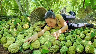 Harvest Custard Apple Goes to the market sell  Pet Care  Trieu Mai Huong [upl. by Hildagarde]