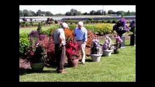 Growing clematis in pots and containers Raymond Evison® Clematis by Overdevest Nurseries [upl. by Pantheas]