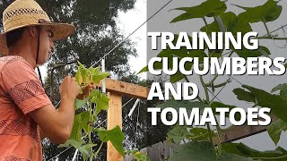 Trellising Cucumbers amp Tomatoes on a Lower amp Lean Trellis [upl. by Attolrahc118]