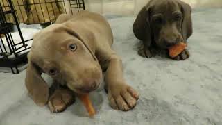 Watch Our Weimaraner Puppies in Crate Training [upl. by Cida]