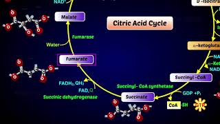 Krebs Cycle  Citric Acid Cycle or Tricarboxylic Acid Cycle [upl. by Harbour]