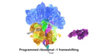 Programmed ribosomal 1 frameshifting [upl. by Nyleve]