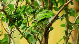 Jerdons Leafbird  Spot Breasted Fantail  Brahminy Starling  call amp bathing Vid 489 [upl. by Arivle]