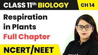 Respiration in Plants  Full Chapter Explanation  Class 11 Biology Chapter 14 [upl. by Ecinhoj]