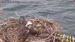 Port Lincoln Osprey Live Stream [upl. by Roosevelt]