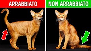 Se il Tuo Gatto si Comporta Così NON Preoccuparti [upl. by Amitie]