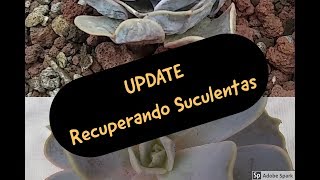 Update de Recuperación de Suculentas  Echeveria Lilacina y otras suculentas  TLALI [upl. by Ettenom]