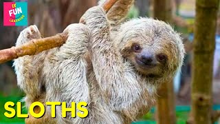 Sloths  The Slowest and Fluffiest Creatures on Earth Educational Fun for Kids [upl. by Eseerehs]