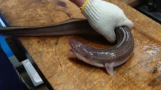 Adults Only  Japanese LIVE EEL Killing and Cleaning Skills [upl. by Jentoft]