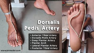 Dorsalis Pedis Artery 13  Foot Arteries  Lower Limb Anatomy [upl. by Zashin]