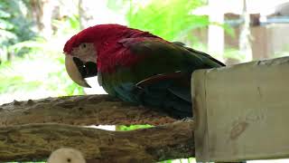 Green Winged Macaw Resting 2nd Bird Shoulders Plucked amp Blue amp Gold Macaw at Central Florida Zoo [upl. by Bannon965]