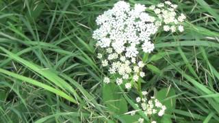 Scharfgarbe  Achillea millefolium  Yarrow [upl. by Sedgewinn614]