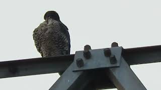 011324 Peregrine Falcon Kent Wa 6705159 [upl. by Ebberta]