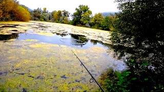 Angeln am Rhein mit Köderfisch auf Hecht [upl. by Nylknarf805]