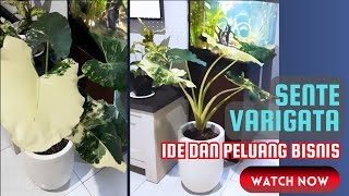 Sente Variegata  Keladi Varigata  Keindahan dan Potensi Bisnis yang Menjanjikan [upl. by Eenattirb]