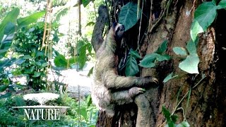 TRAILER MEET THE SLOTHS ANIMAL PLANET INDOVISION [upl. by Denbrook]