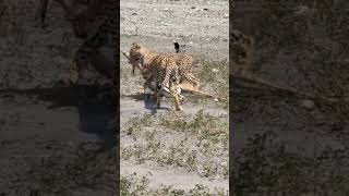 cheetah cubs a masterclass in hunting [upl. by Airdnax677]