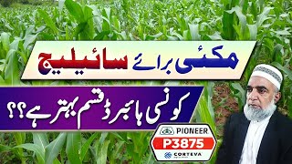 Which is best hybrid Maize variety for Silage purpose  Crop Reformer [upl. by Odnesor]