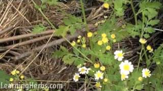 Feverfew herb Tanacetum parthenium [upl. by Aled]