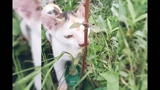 বিড়ালের ঘাস খাওয়ার ভিডিও Video of cat eating grasscat cats catvideos [upl. by Mills]