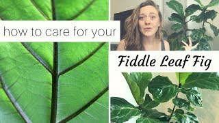 HOW TO Fiddle Leaf Fig Care  TROUBLESHOOTING COMMON PROBLEMS [upl. by Adekahs725]