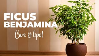 The Ultimate FICUS BENJAMINA Care Guide Weeping Fig Plant Care [upl. by Elolcin90]