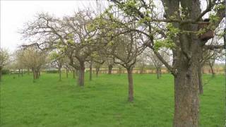 Landschapsbeheer met Jaap en Lex aflevering Fruitboom snoeien [upl. by Gratianna122]