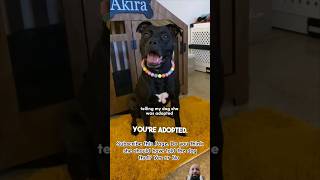 A mustwatch video shows the dogs reaction when a woman tells her that she was adopted her dog [upl. by Hess]