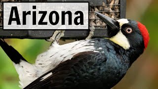 Arizona  LIVE Bird Feeder Camera [upl. by Nyladam]