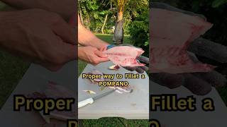 The CORRECT Way To Fillet A Pompano shorts [upl. by Elokin]