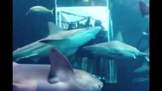 INMERSIÓN CON TIBURONES EN EL ACUARIO DE VERACRUZmpg [upl. by Bundy]