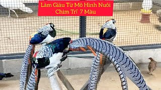 Làm Giàu Từ Mô Hình Nuôi Chim Trĩ 7 Màu [upl. by Arihs371]