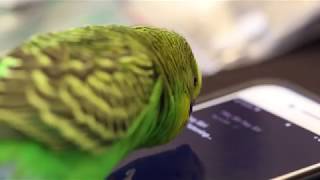 Talking Budgie Activates quotHey Siriquot Part 2 [upl. by Kylynn]