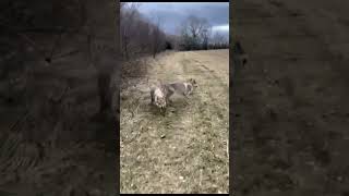 Holly  1y gorgeous Czechoslovakian Wolfdog [upl. by Ahseinat438]