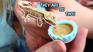 How To Feed Tiny Baby Crested Geckos [upl. by Adnuhsar]