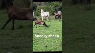 Confused BORDER COLLIE loses sheep bordercollie funnydogvideos shorts [upl. by Janean404]