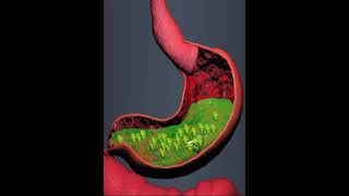 Digestive system Stomach 3D Animation [upl. by Nylra]