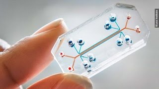 Drug Testing With Microchip Organs No Living Things Needed [upl. by Brunella]