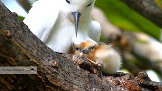 Fairy tern Probably the cutest chick in the world الخرشنة परी टर्नシロアジサシ [upl. by Decrem642]