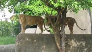 Roaring lion and lioness at Louisville Zoo [upl. by Gerc]