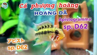 Apistogramma sp D62  Cá phượng hoàng hoang dã [upl. by Helbonia]