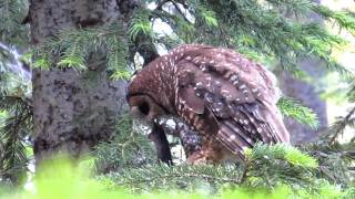 Northern Spotted Owl eating a mouse [upl. by Corder]