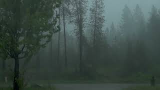 Bellissimo e furioso temporale e pioggia in mezzo al bosco  pioggia rilassante  ASMR  rain [upl. by Aillicec205]