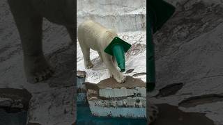 Polar Bear Water Diving shorts [upl. by Asik]