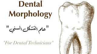 Lecture 2  maxillary premolars [upl. by Eiahpets]