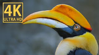 BIRDS IN 4K 60fps HDR ULTRA HD 4k hdr ultrahdstatus [upl. by Loutitia]