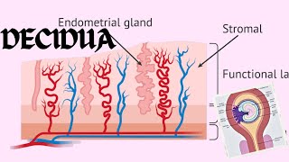 Decidua  Changes In The Endometrium Decidual Reaction  Obstetrics And GynecologyNursing [upl. by Gnirps]