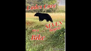 Cades Cove on Bicycles with SEVEN Bears [upl. by Toma]