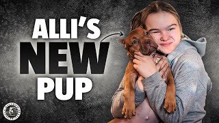 NEW XL bully pupsurprise americanbullypuppies xlbully [upl. by Noiz286]